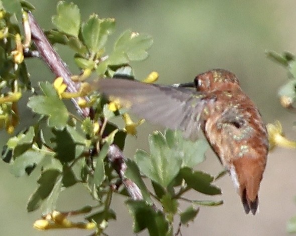 Rufous Hummingbird - Susan Gilliland