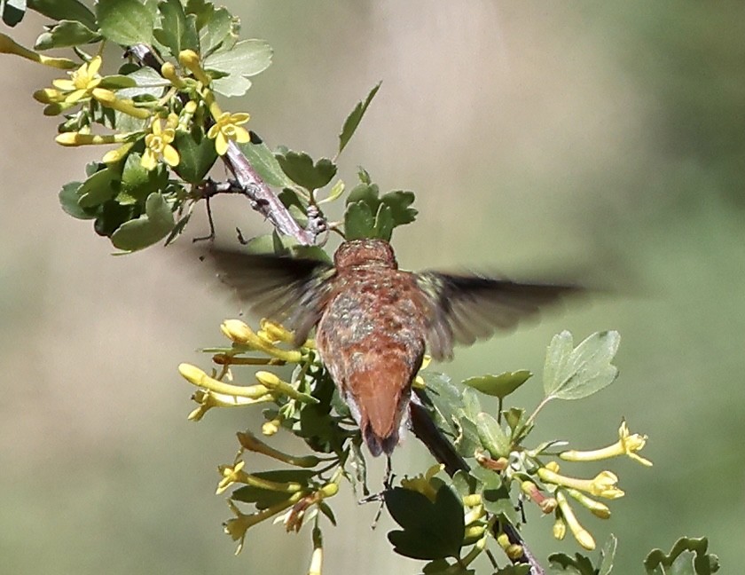 Rufous Hummingbird - Susan Gilliland