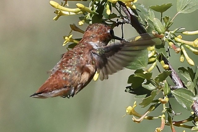 Rufous Hummingbird - Susan Gilliland