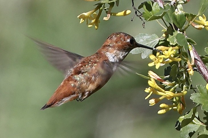 Rufous Hummingbird - Susan Gilliland