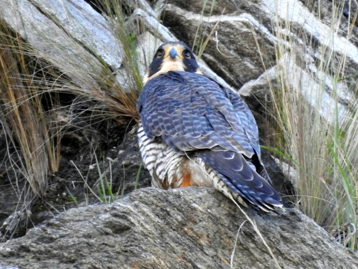 Peregrine Falcon - Fernando Muñoz