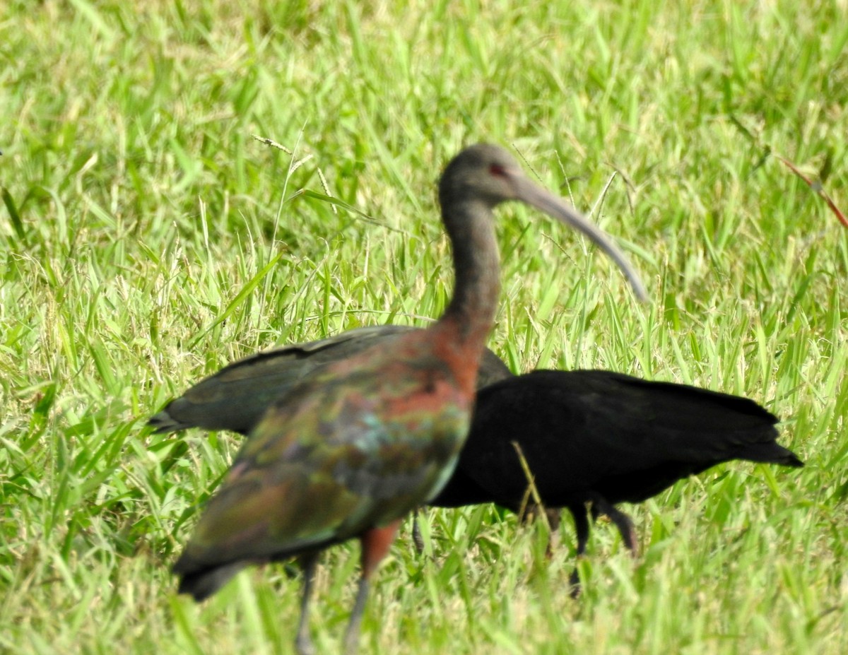 ibis americký - ML425540421