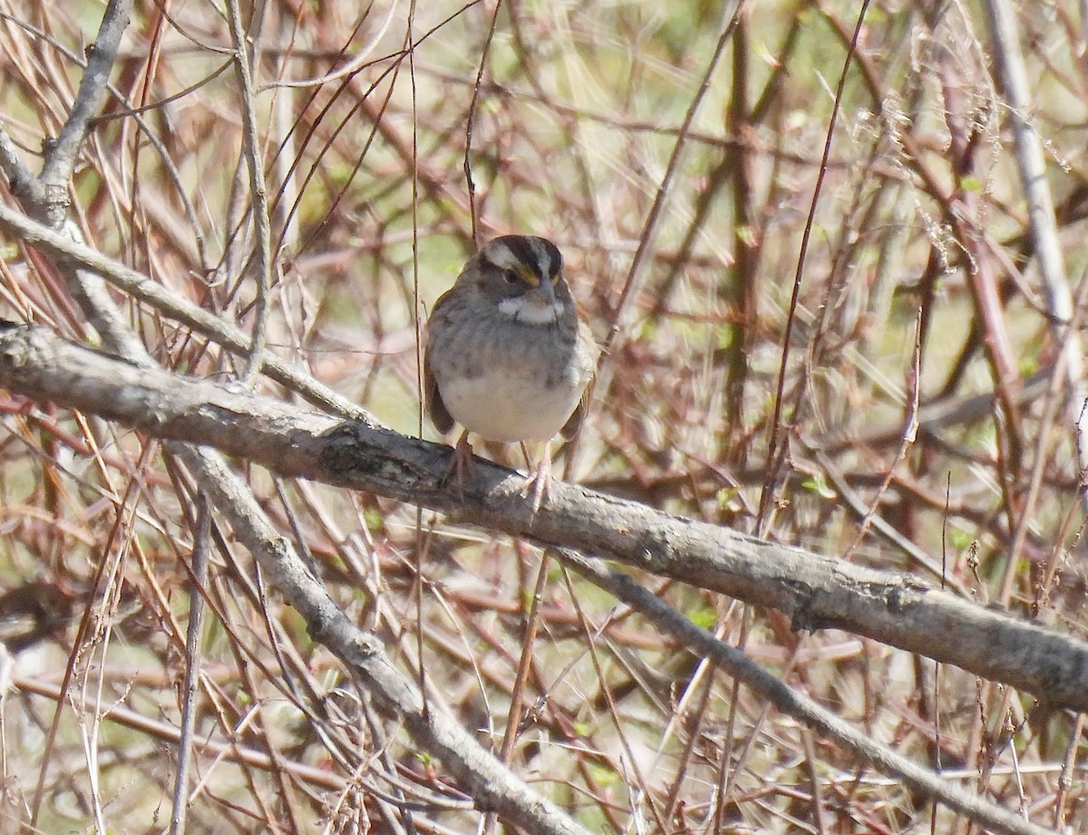 White-throated Sparrow - ML425543291