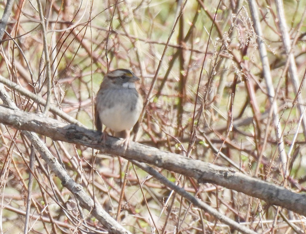 White-throated Sparrow - ML425543341