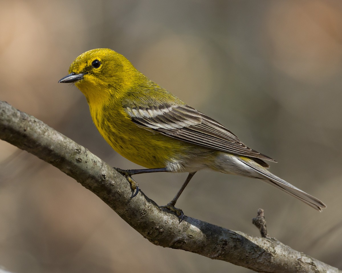 Pine Warbler - ML425546211