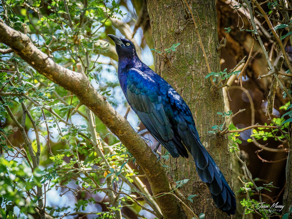 Great-tailed Grackle - Jason Massey