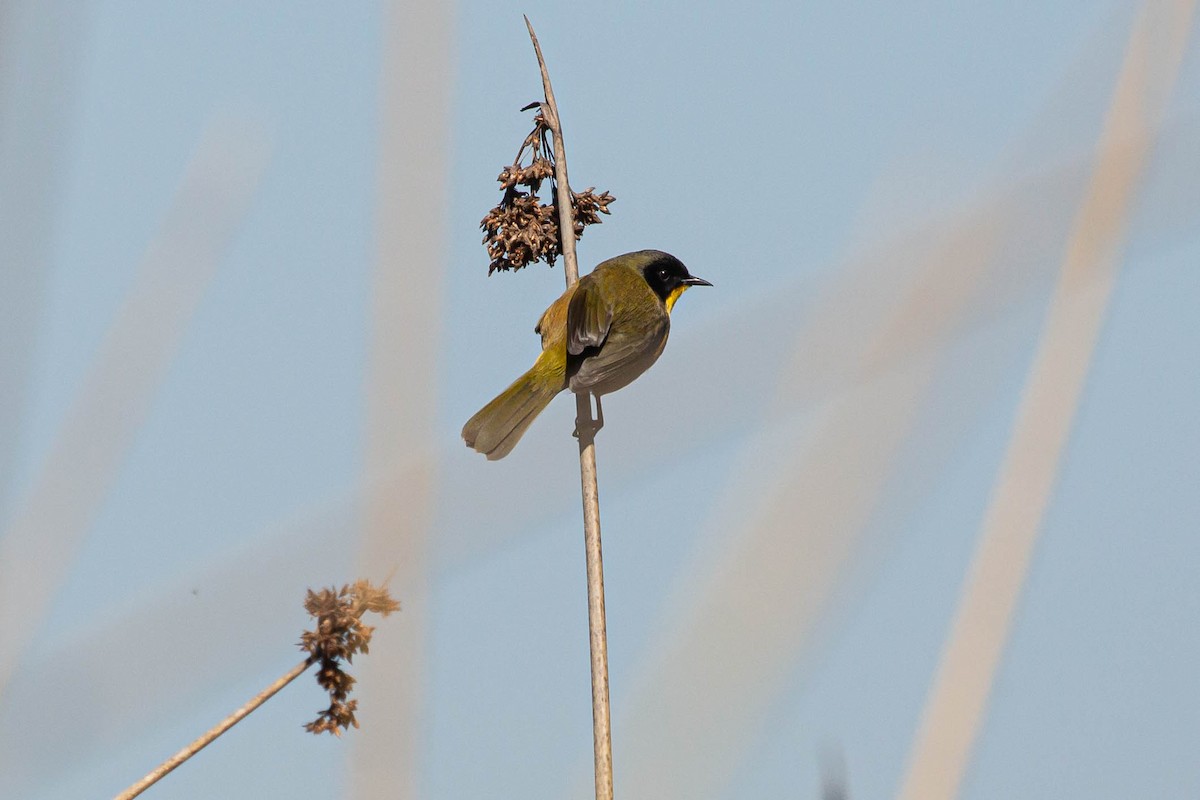 Black-polled Yellowthroat - Patricia Bacchetti