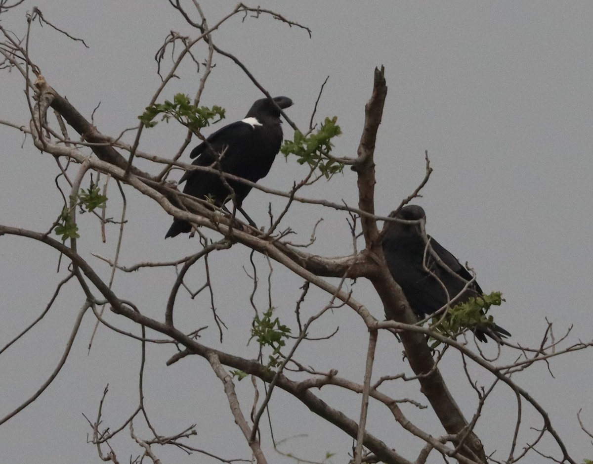 White-necked Raven - ML425552341