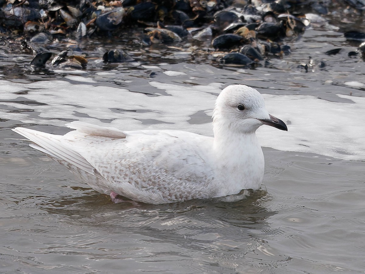 Iceland Gull - Natalie Barkhouse-Bishop