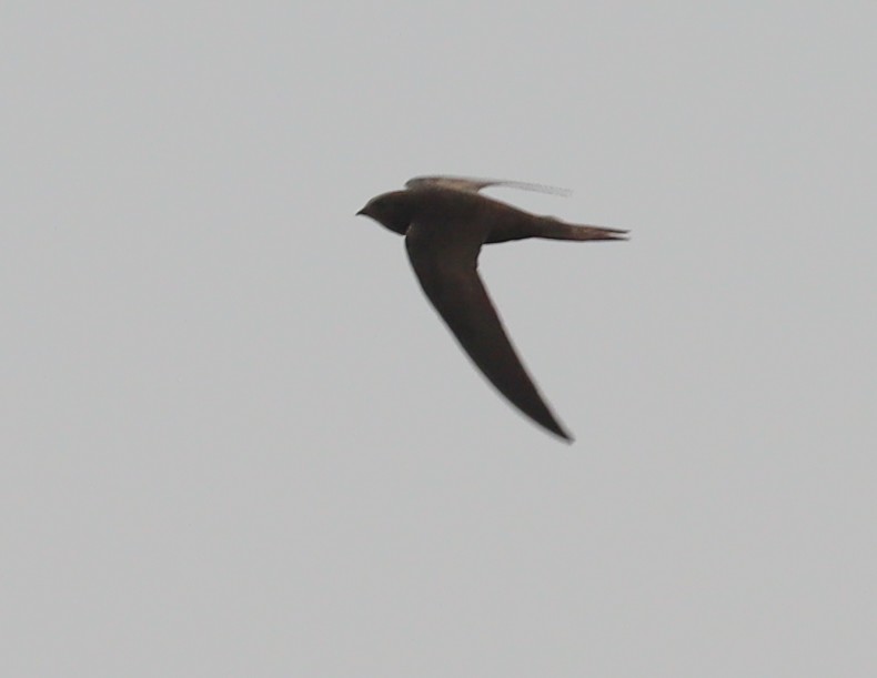 African Palm Swift - ML425553401