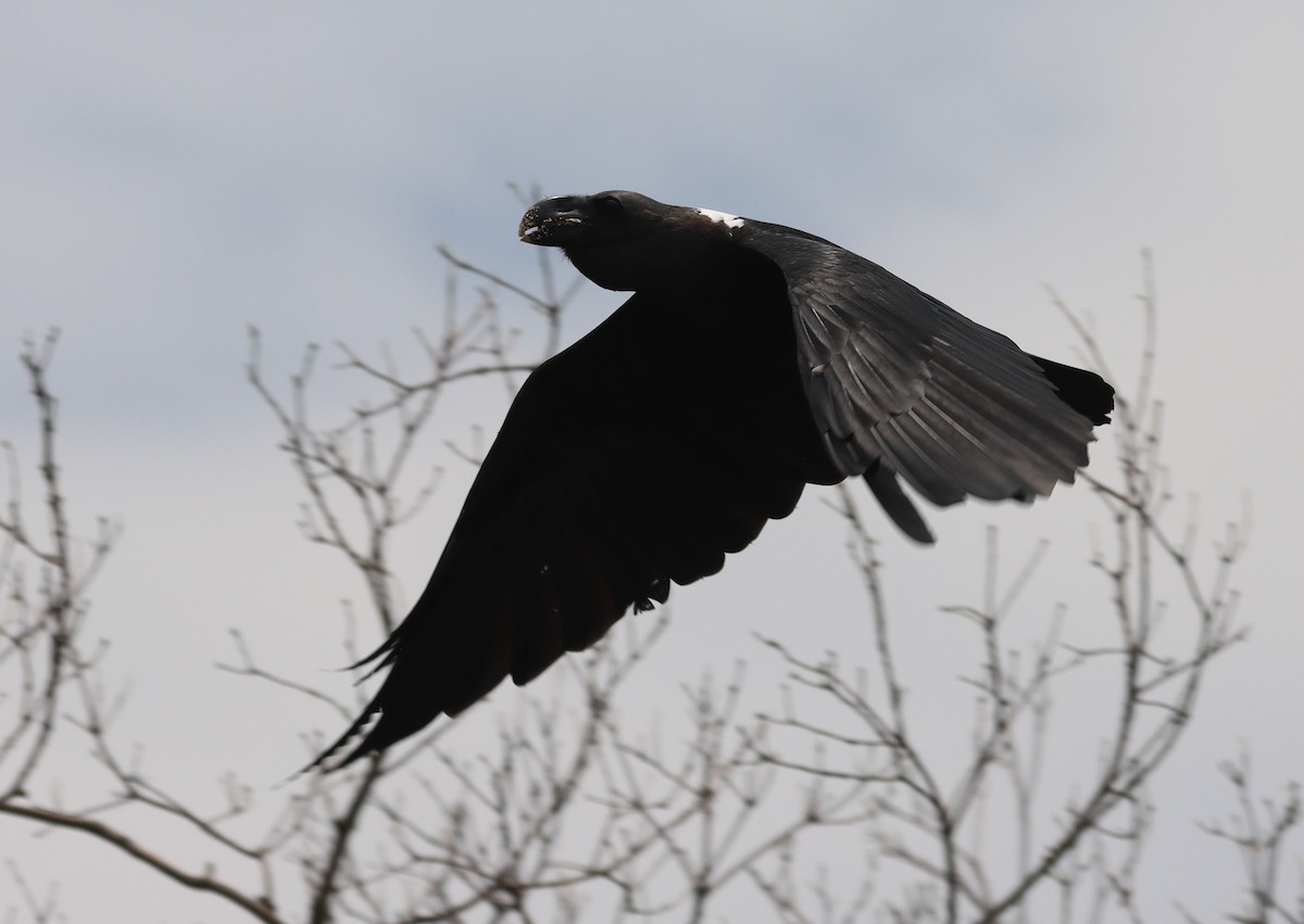 Corbeau à nuque blanche - ML425554211