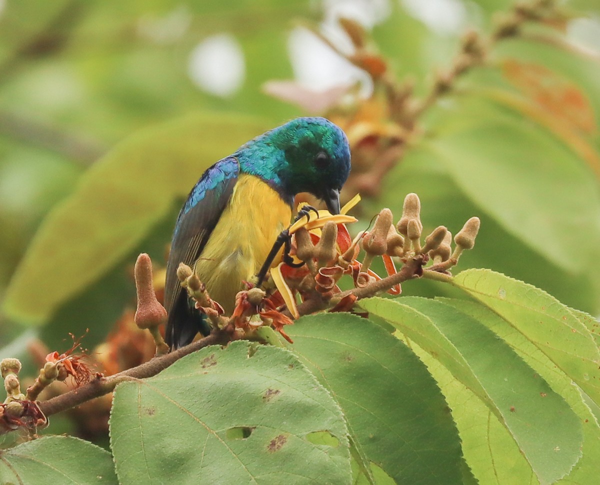 Collared Sunbird - ML425554241