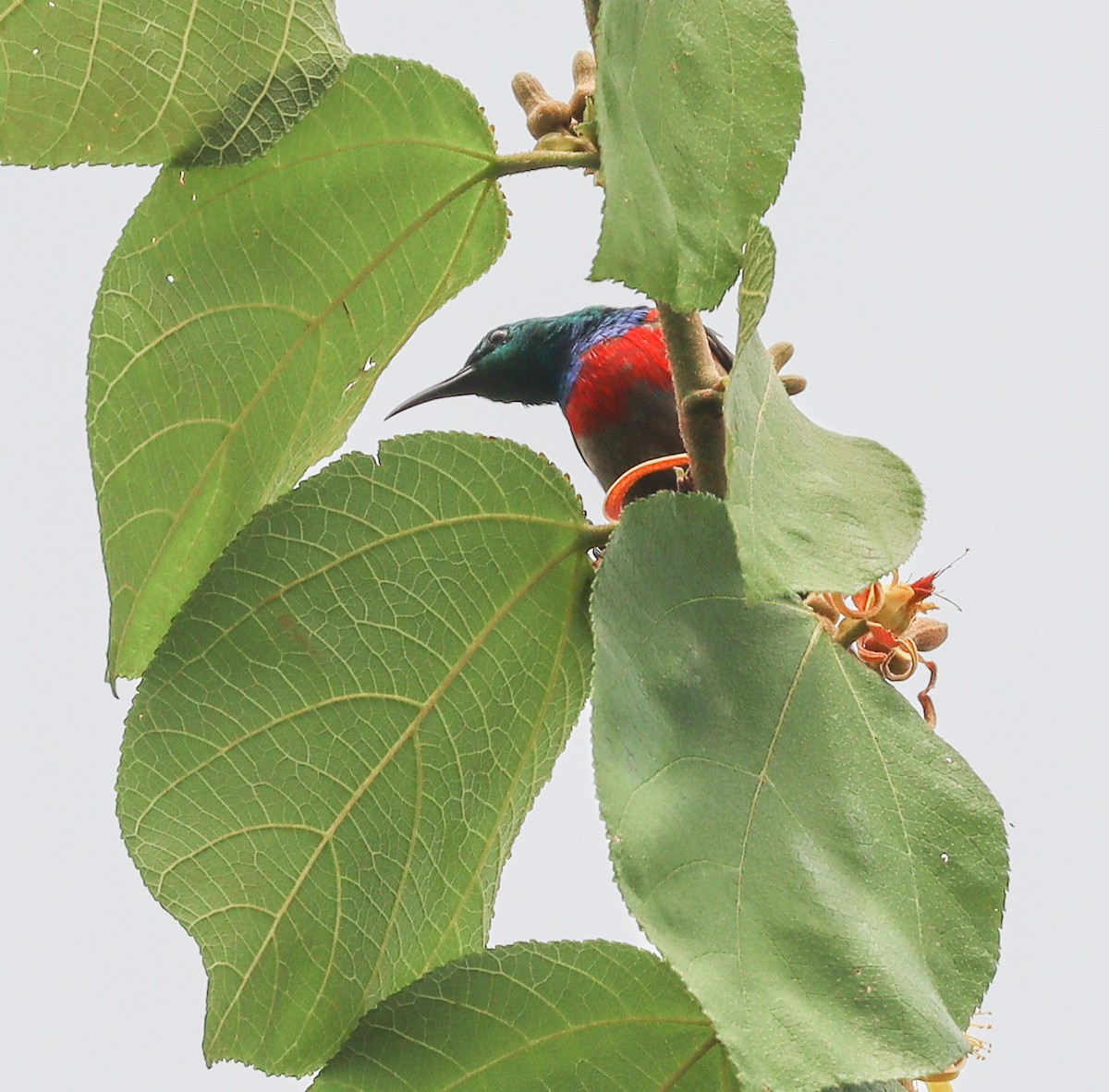 Nectariniidae sp. (sunbird sp.) - ML425554271