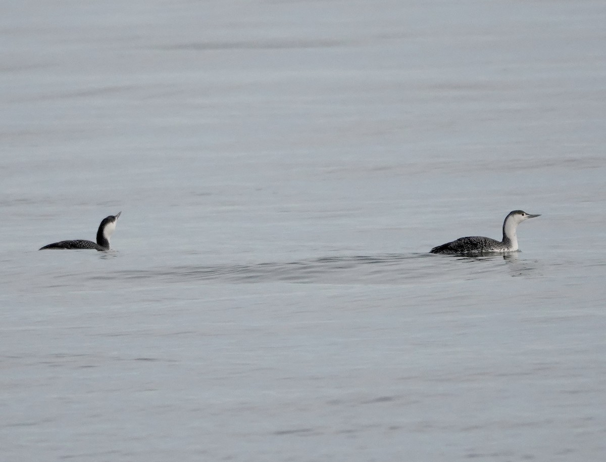 Red-throated Loon - ML425554391