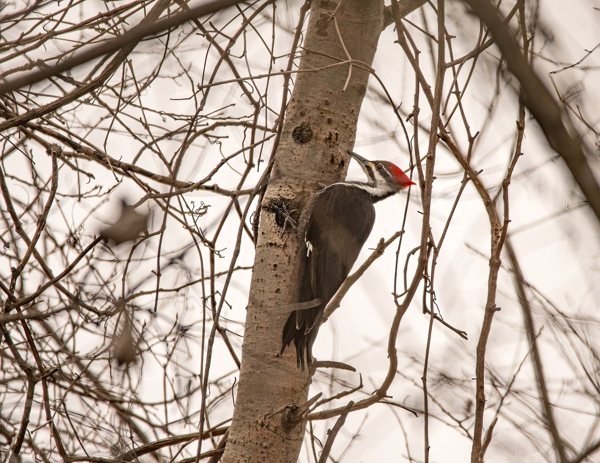 Pileated Woodpecker - ML425554401