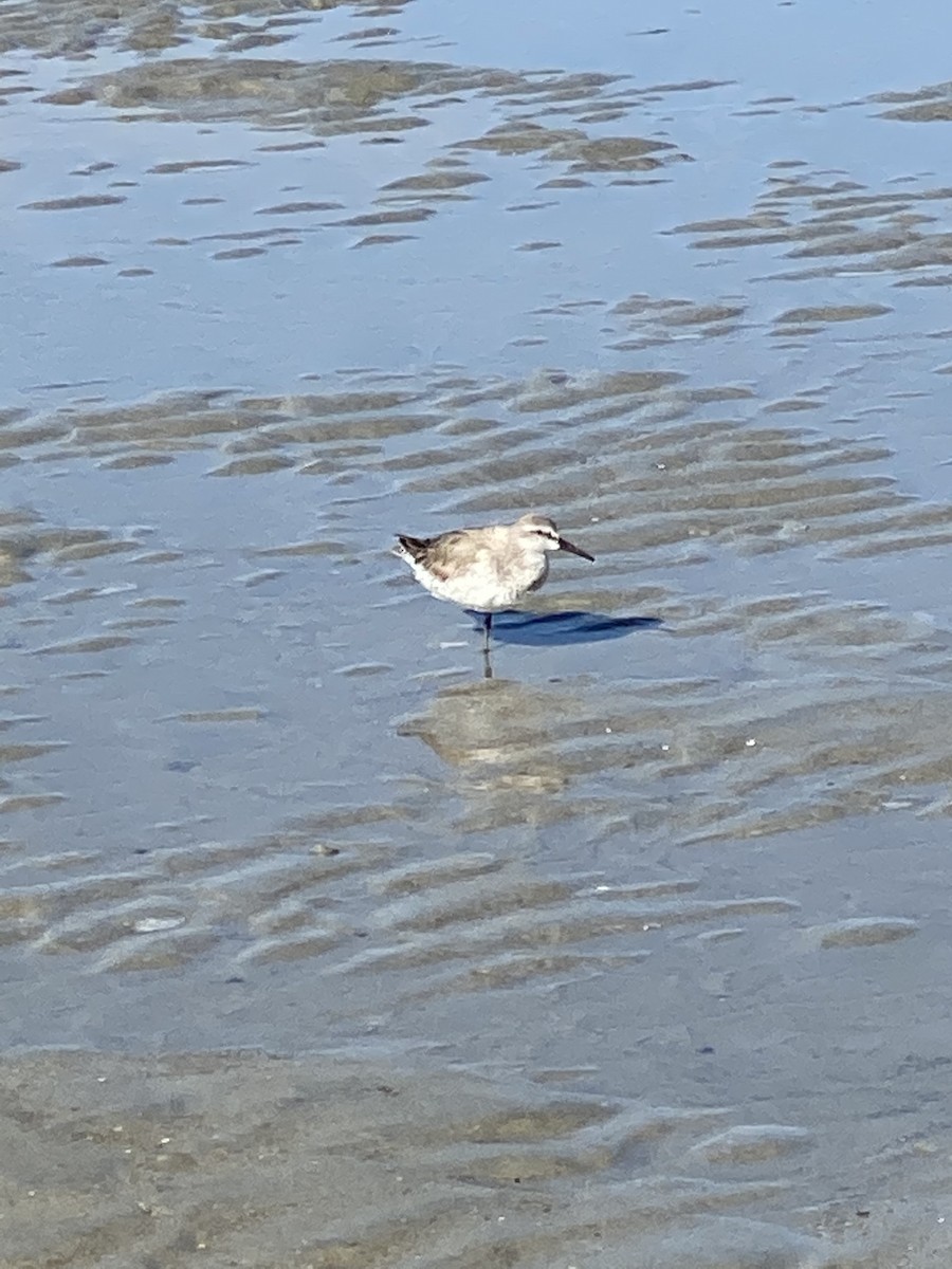 Red Knot - ML425555791