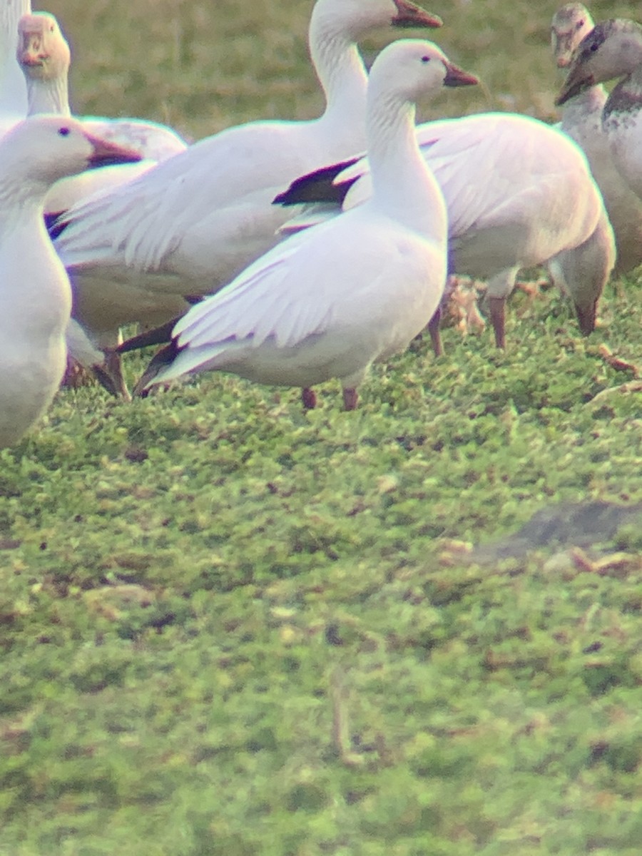 Ross's Goose - ML425556091