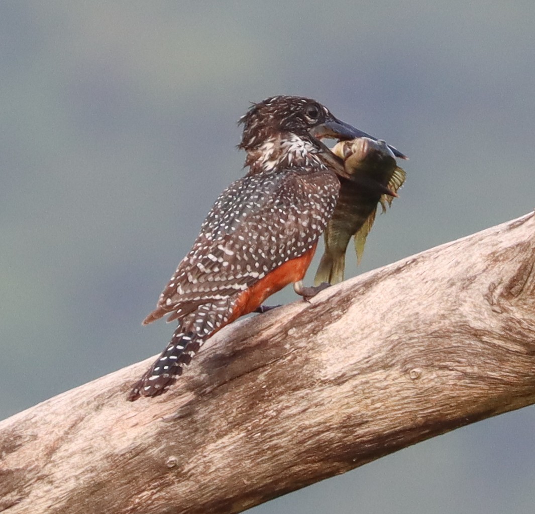 Giant Kingfisher - ML425556861