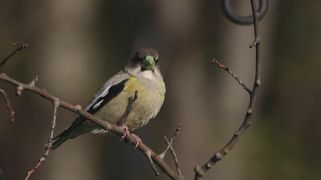 Evening Grosbeak (type 3) - ML425557271