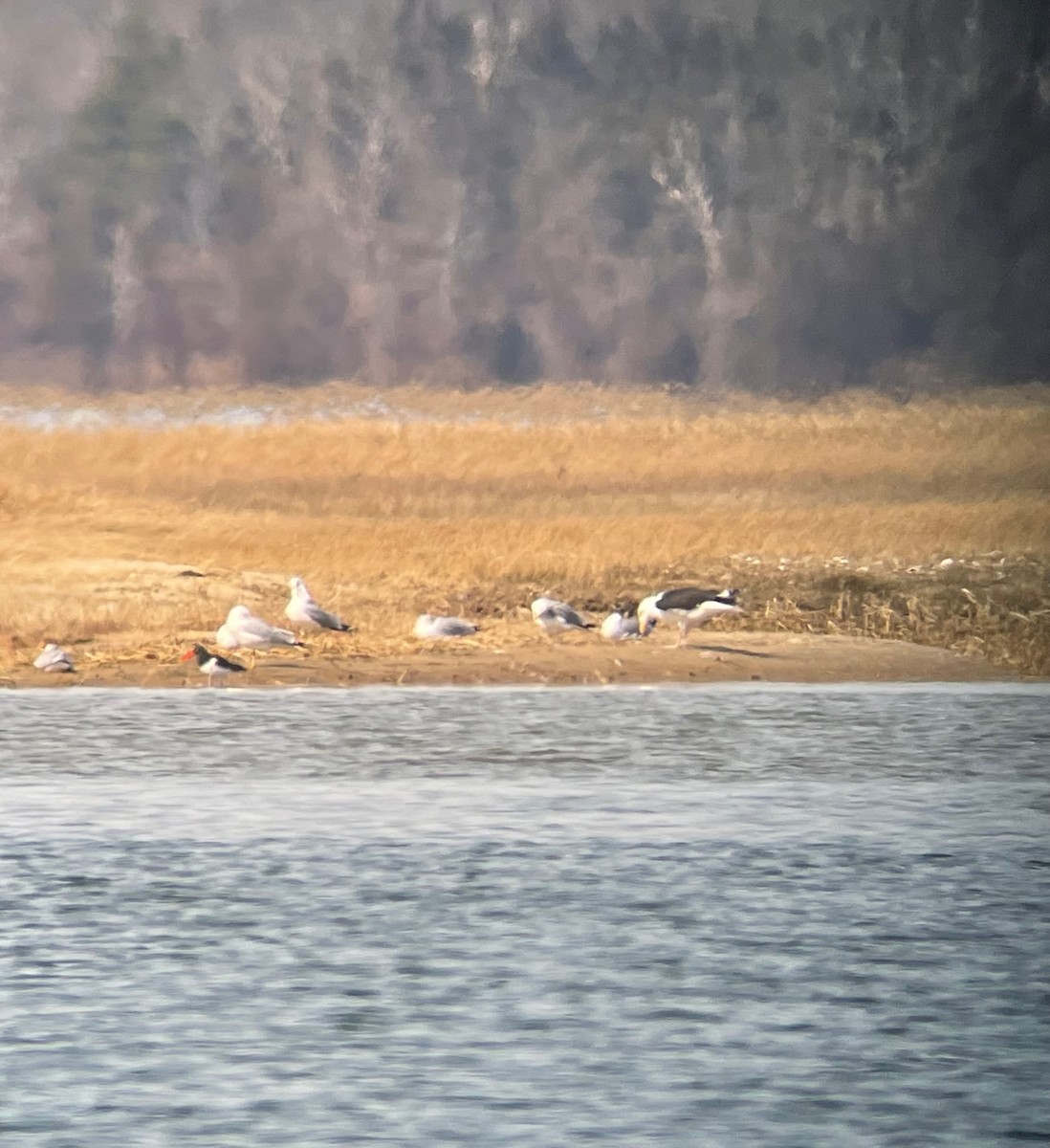 American Oystercatcher - ML425557751