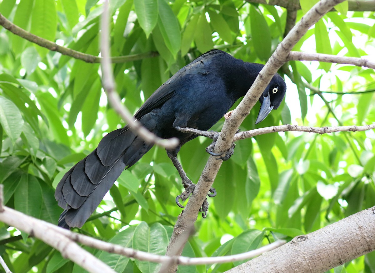 Great-tailed Grackle - ML425558311