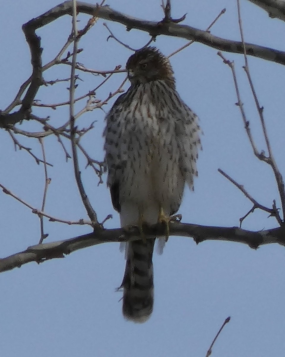 Cooper's Hawk - ML425558641