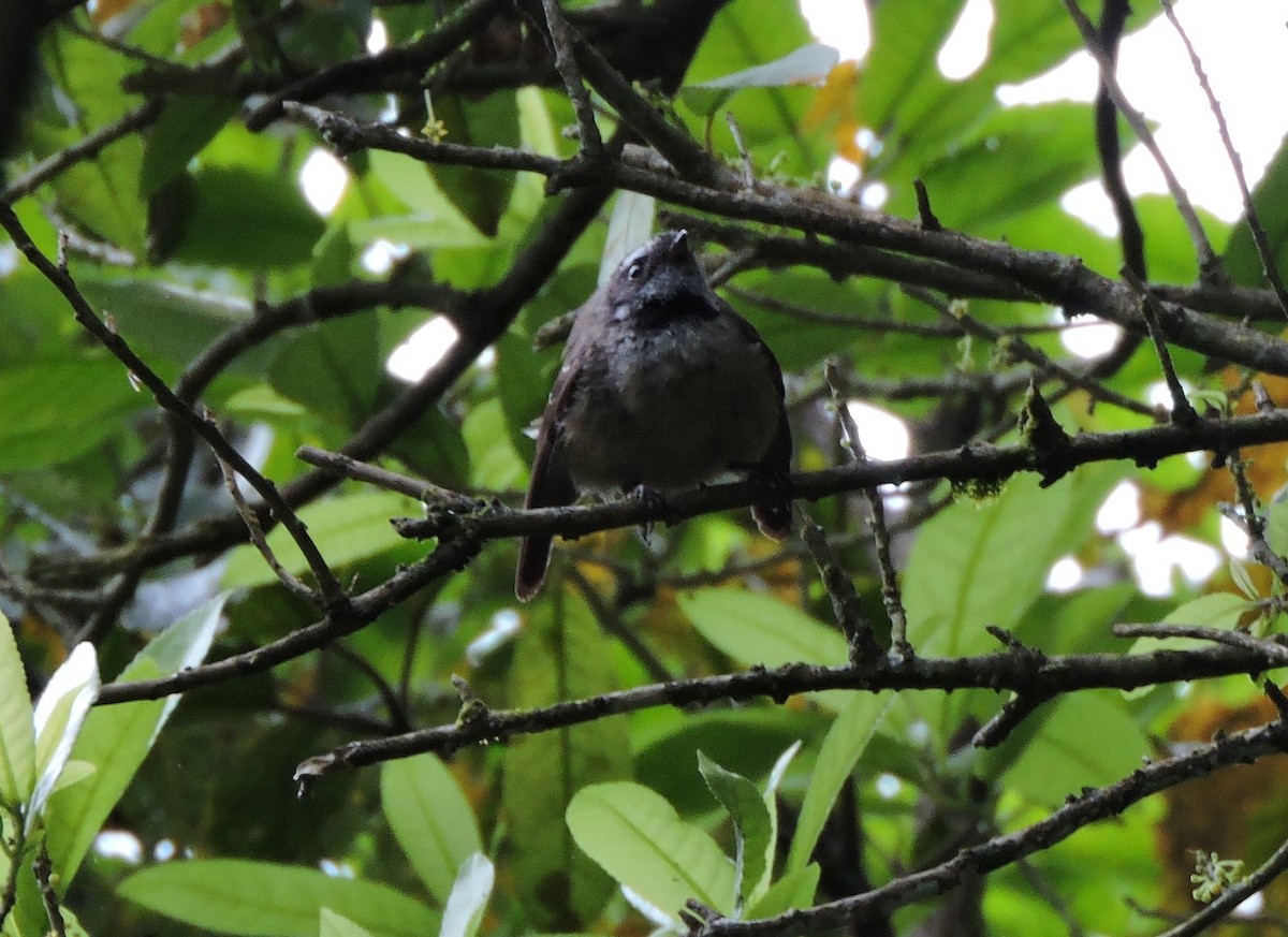 New Zealand Fantail - ML425559671