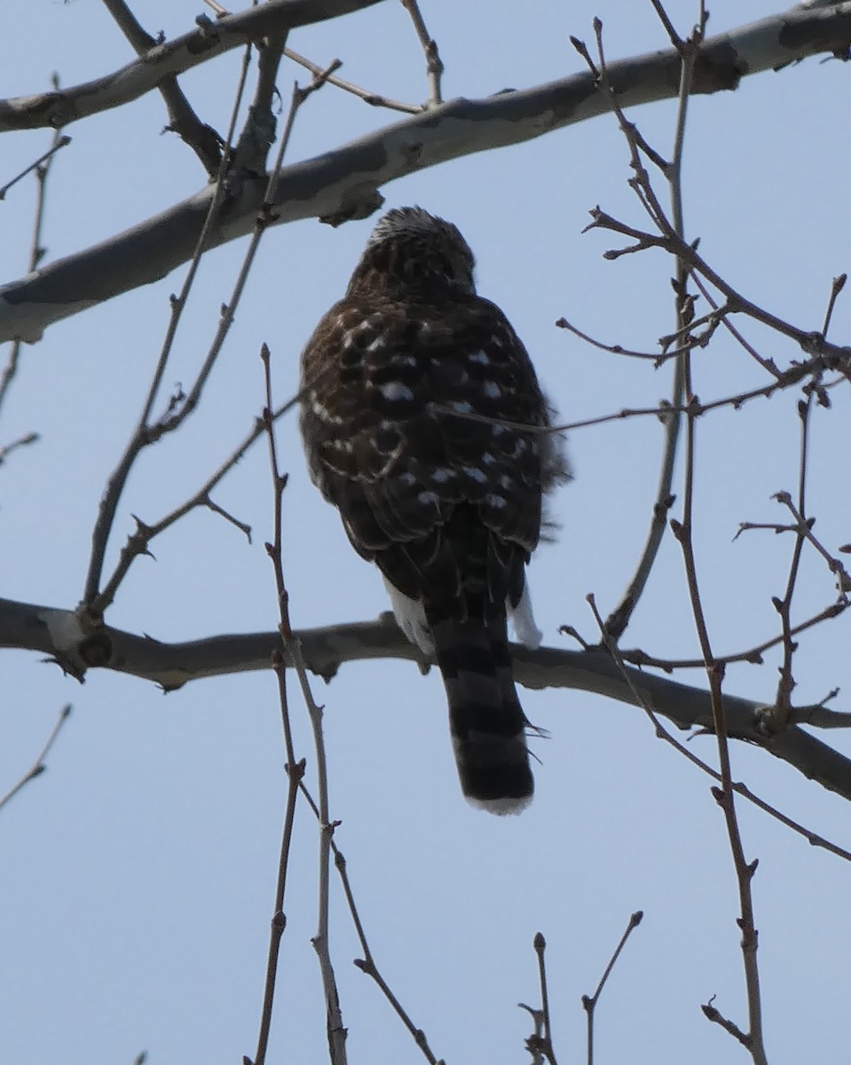 Cooper's Hawk - ML425559681