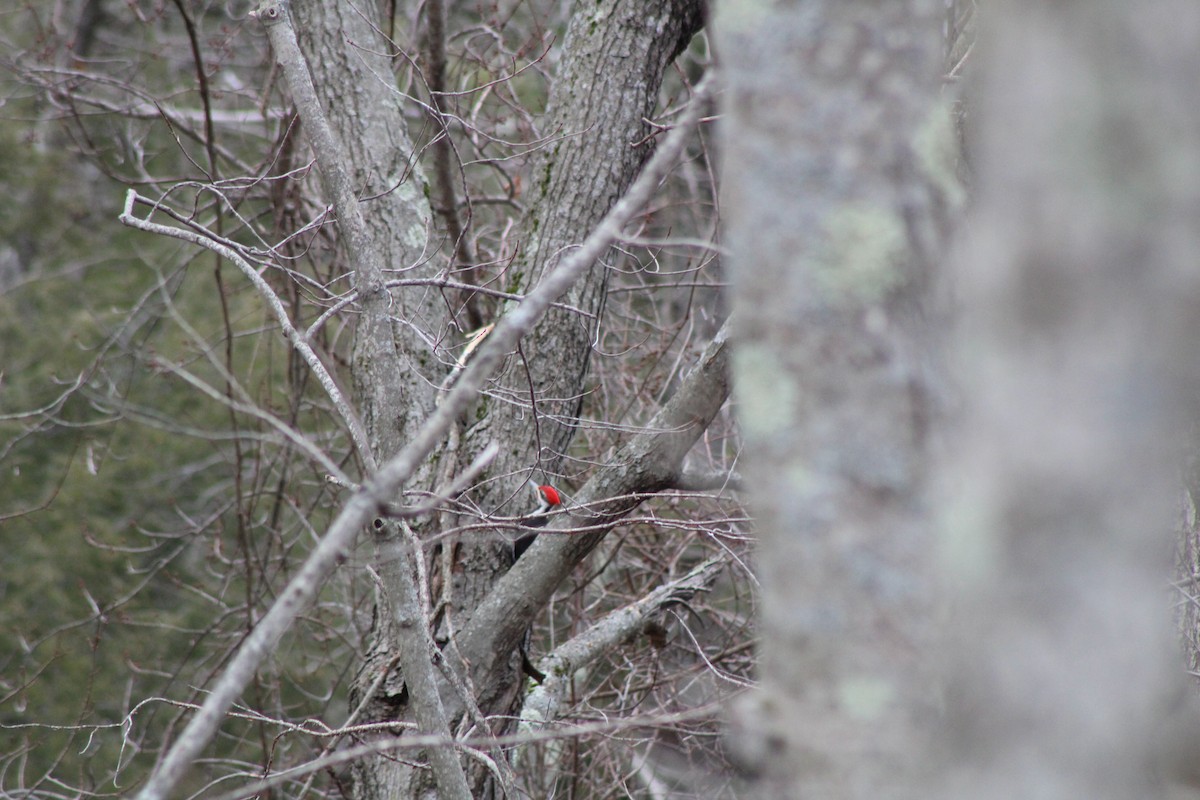 Pileated Woodpecker - ML425560021