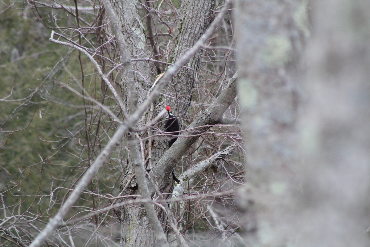 Pileated Woodpecker - ML425560031