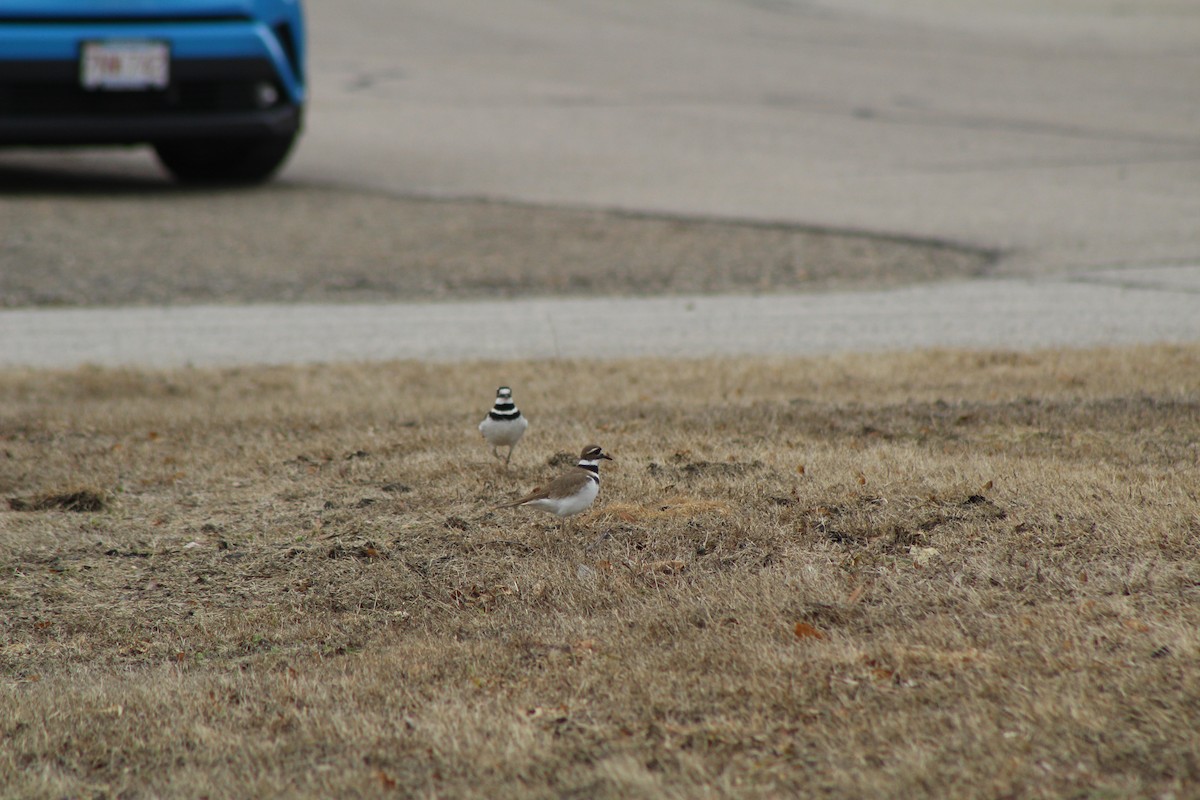 Killdeer - Jennifer Tafe