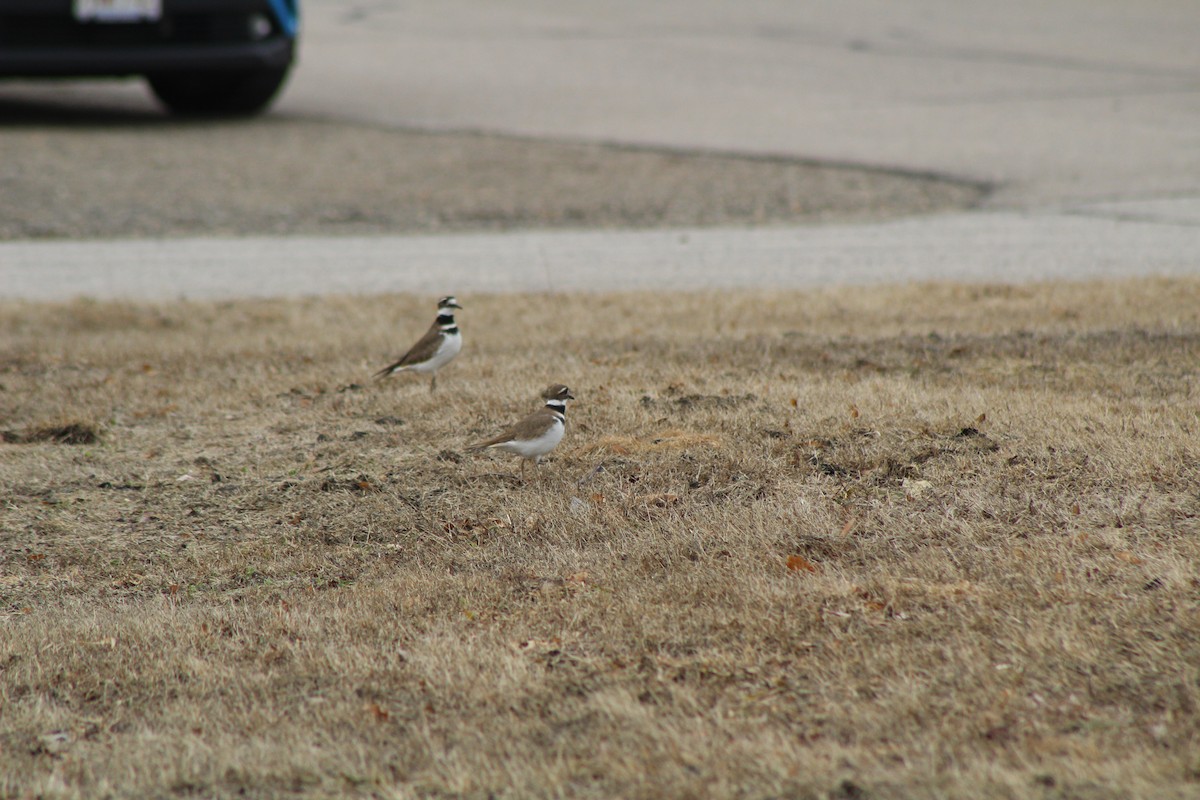 Killdeer - Jennifer Tafe