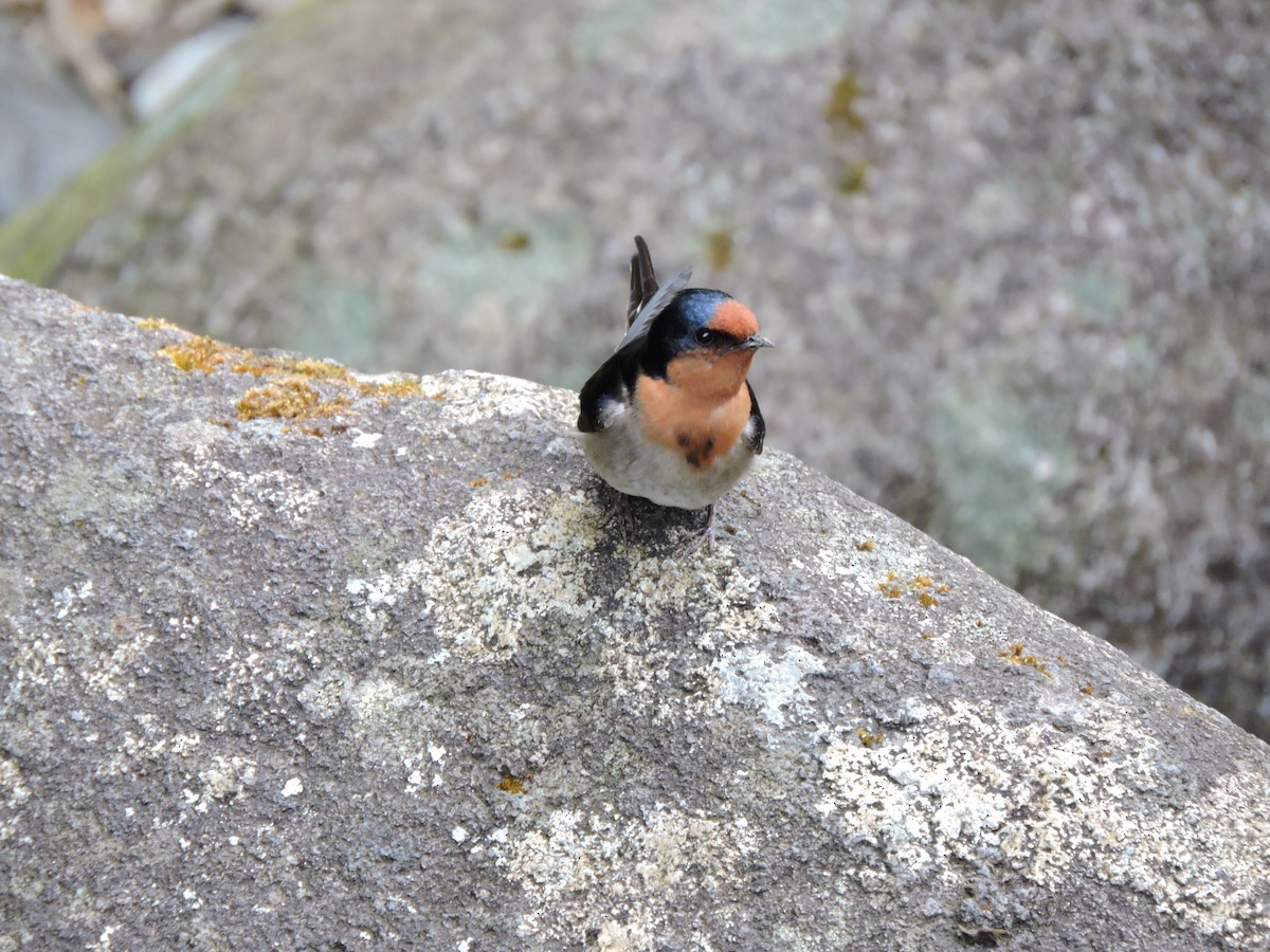 Welcome Swallow - ML425560421