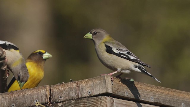 Evening Grosbeak (type 3) - ML425560711