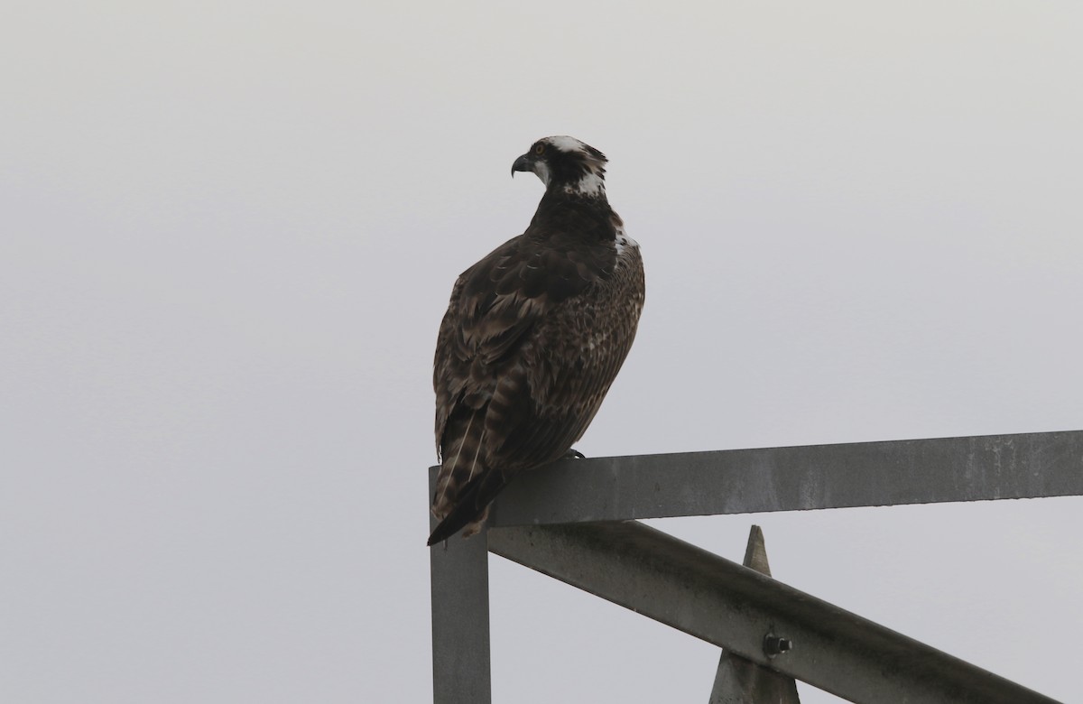 Águila Pescadora - ML425562041