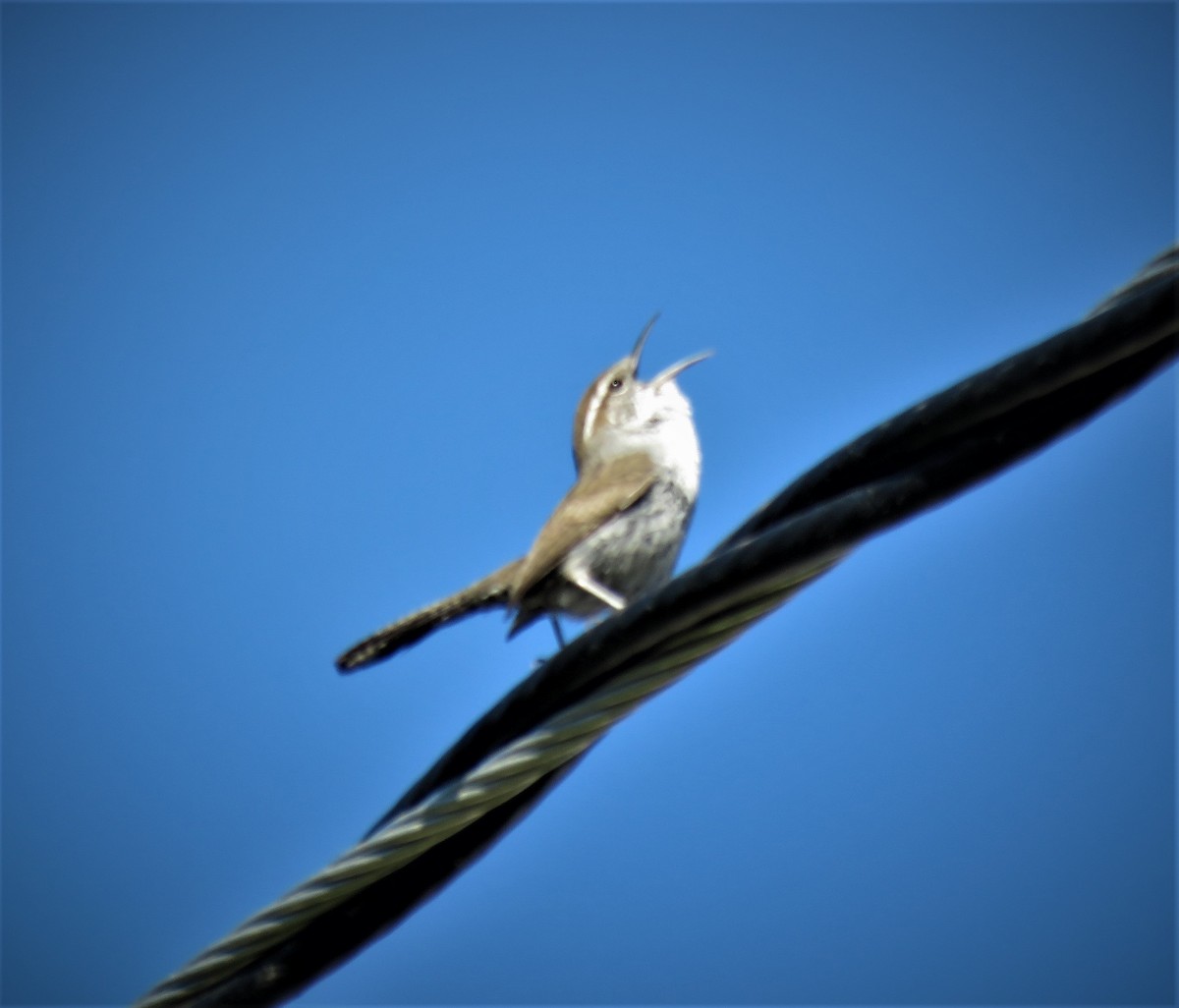 Bewick's Wren - ML425562111