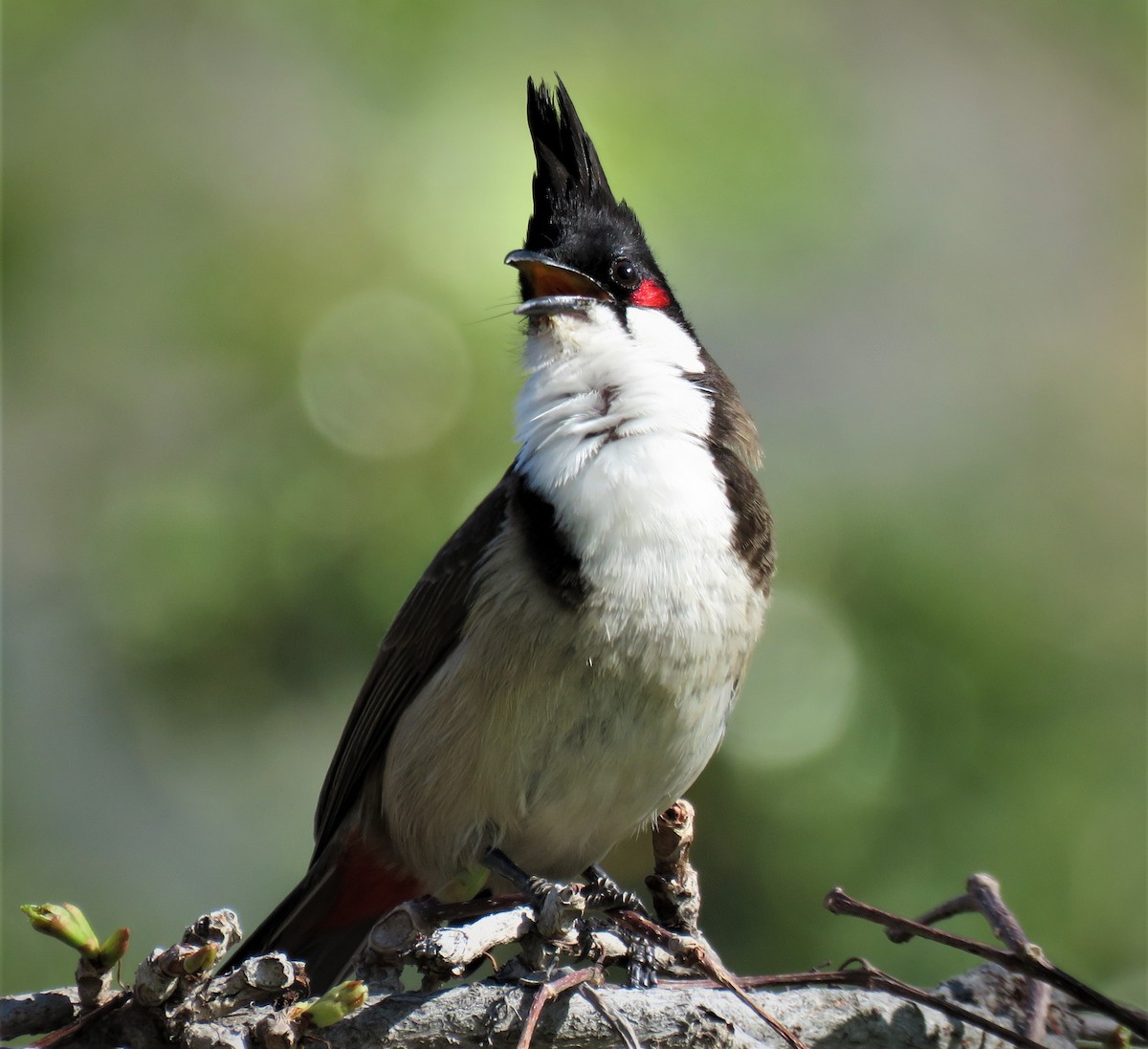 Red-whiskered Bulbul - ML425562241