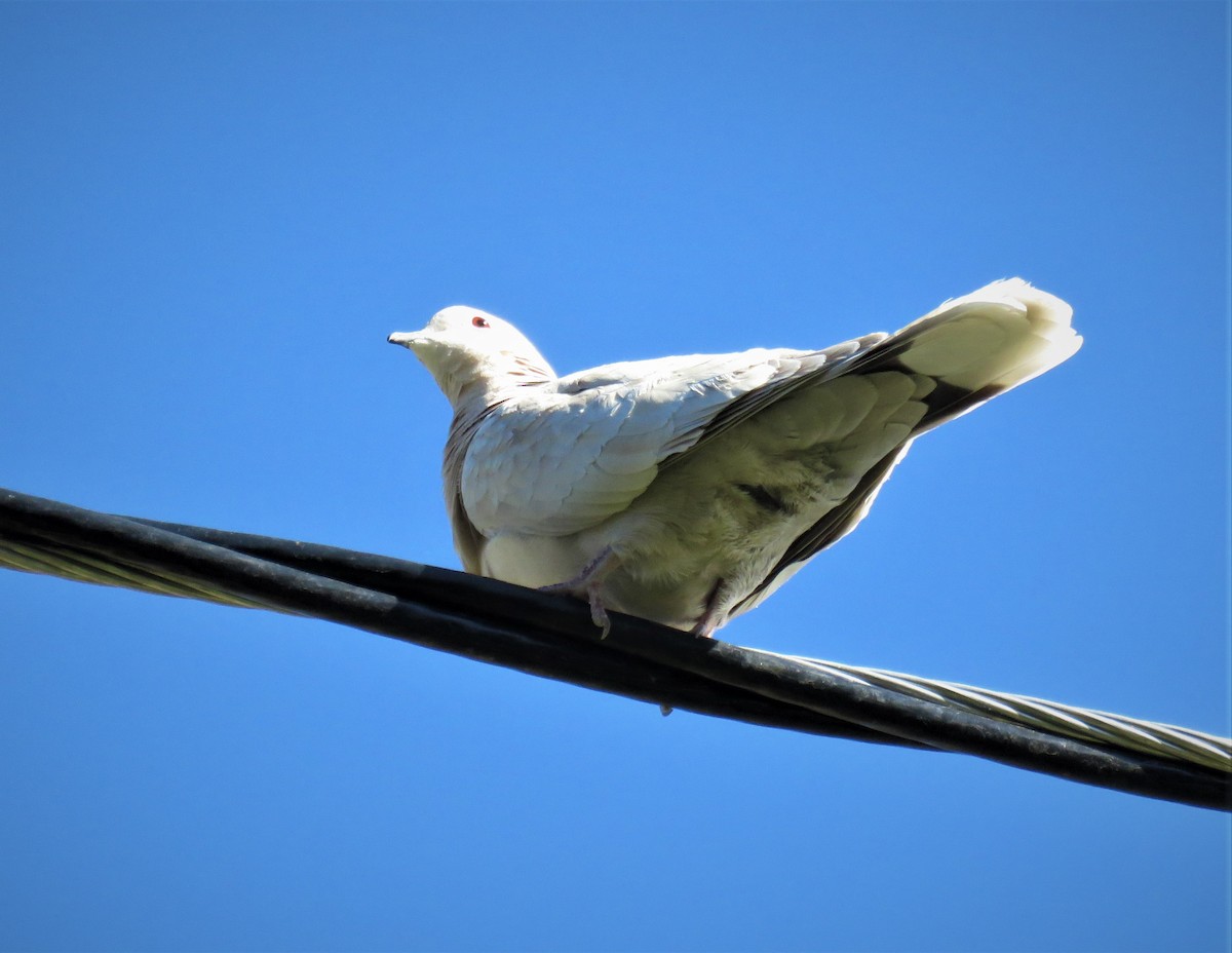 Eurasian Collared-Dove - ML425562341