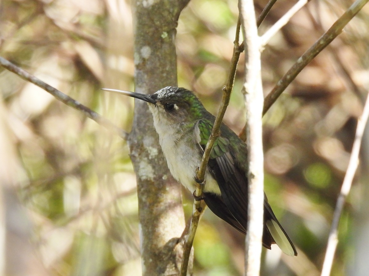 Colibrí de Diamantina - ML425562841