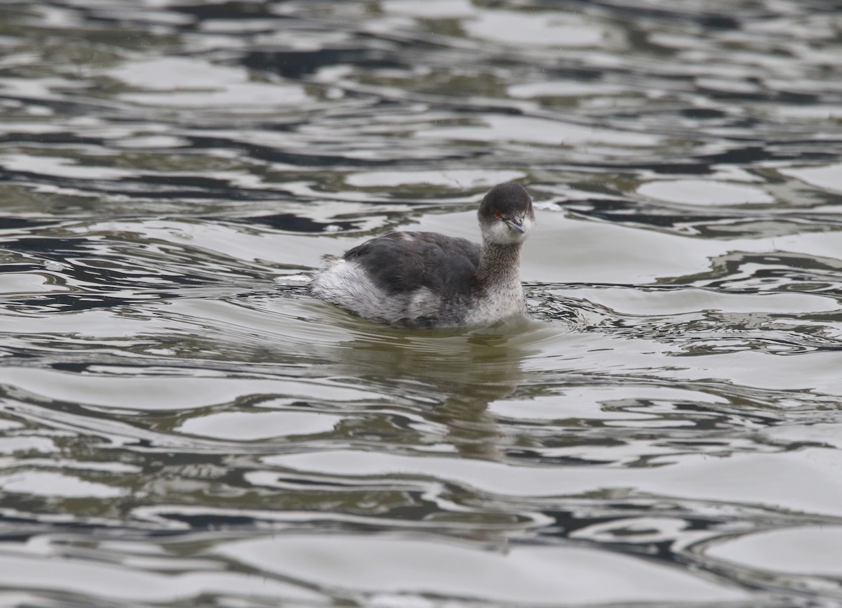 Eared Grebe - ML425563171