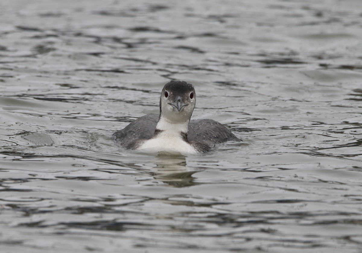 Common Loon - Jasper Barnes