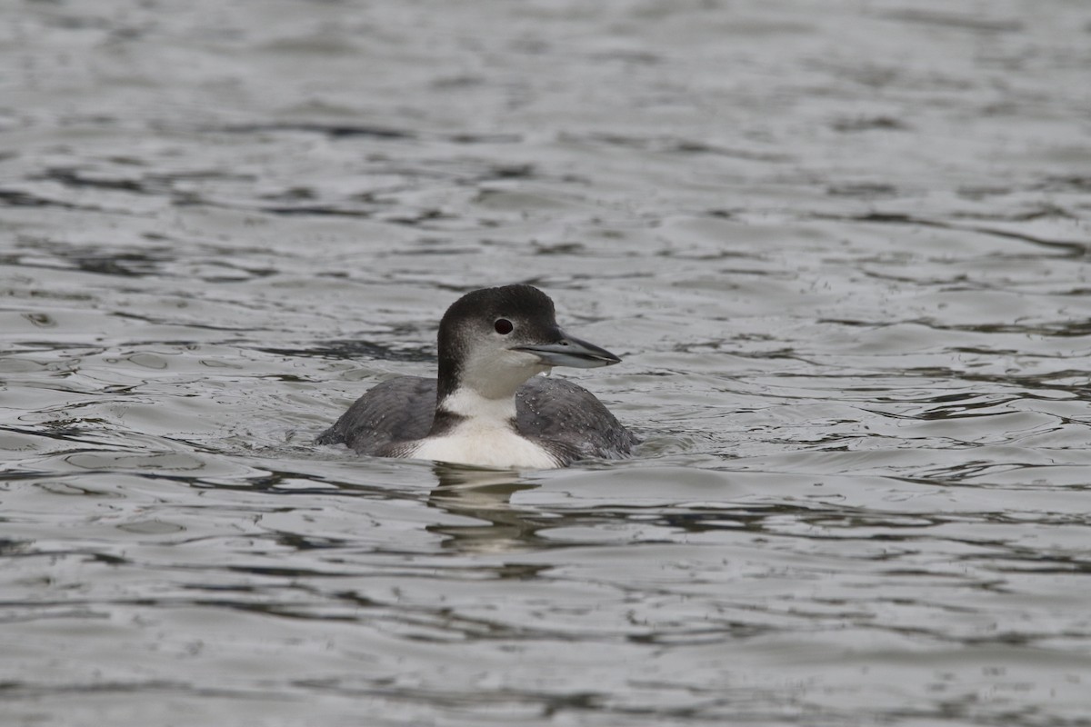 Common Loon - Jasper Barnes