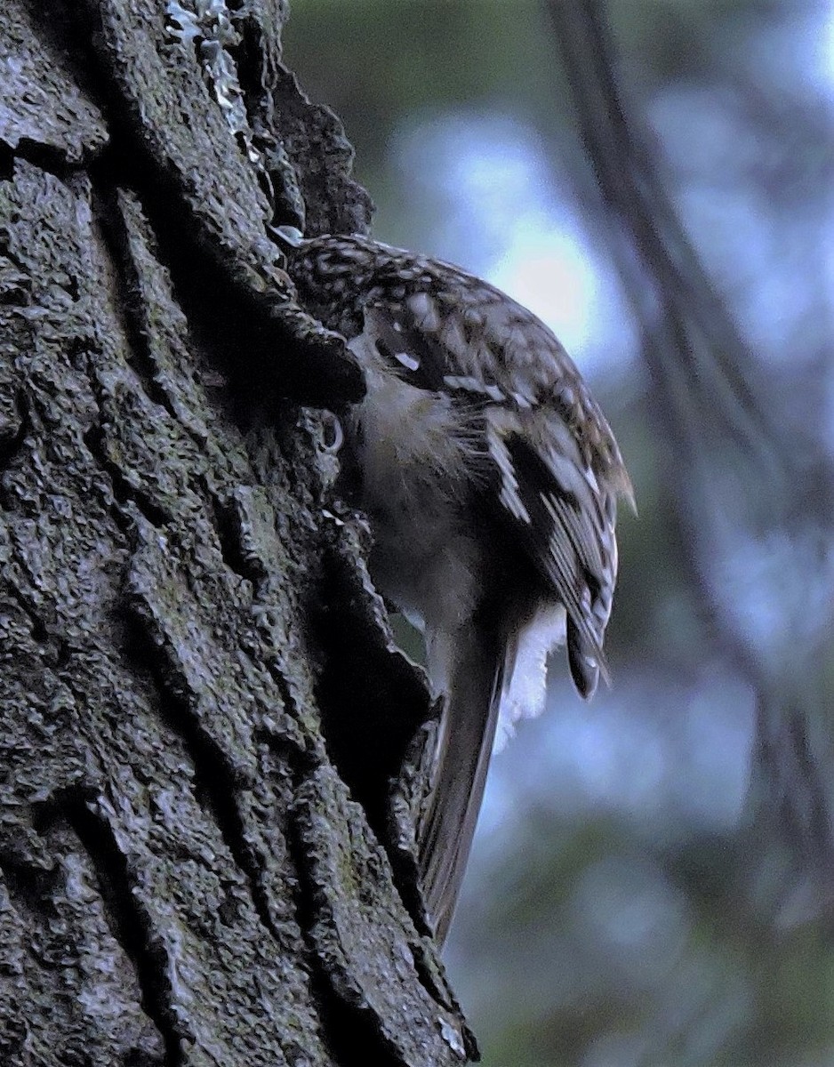 Brown Creeper - ML425564671