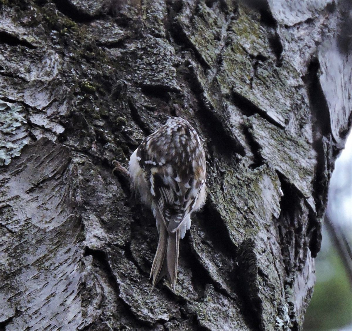 Brown Creeper - ML425564681