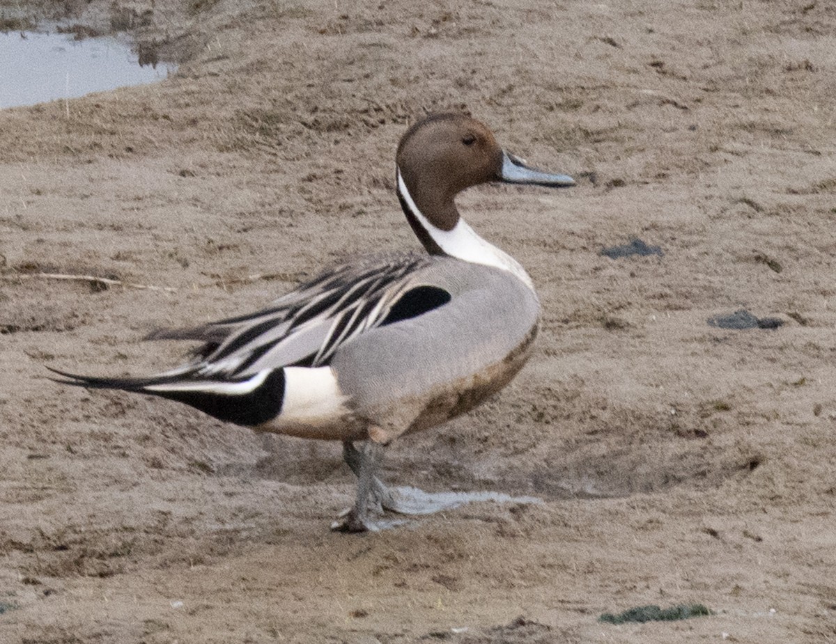 Northern Pintail - ML425565521