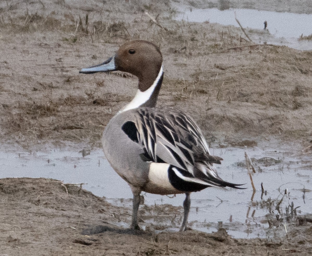 Northern Pintail - ML425565531