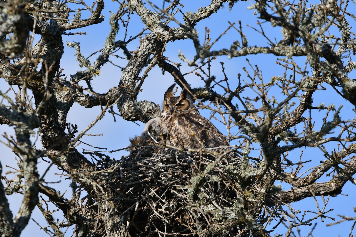 Great Horned Owl - ML425565811