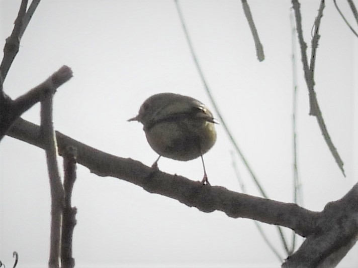 Ruby-crowned Kinglet - ML425566321