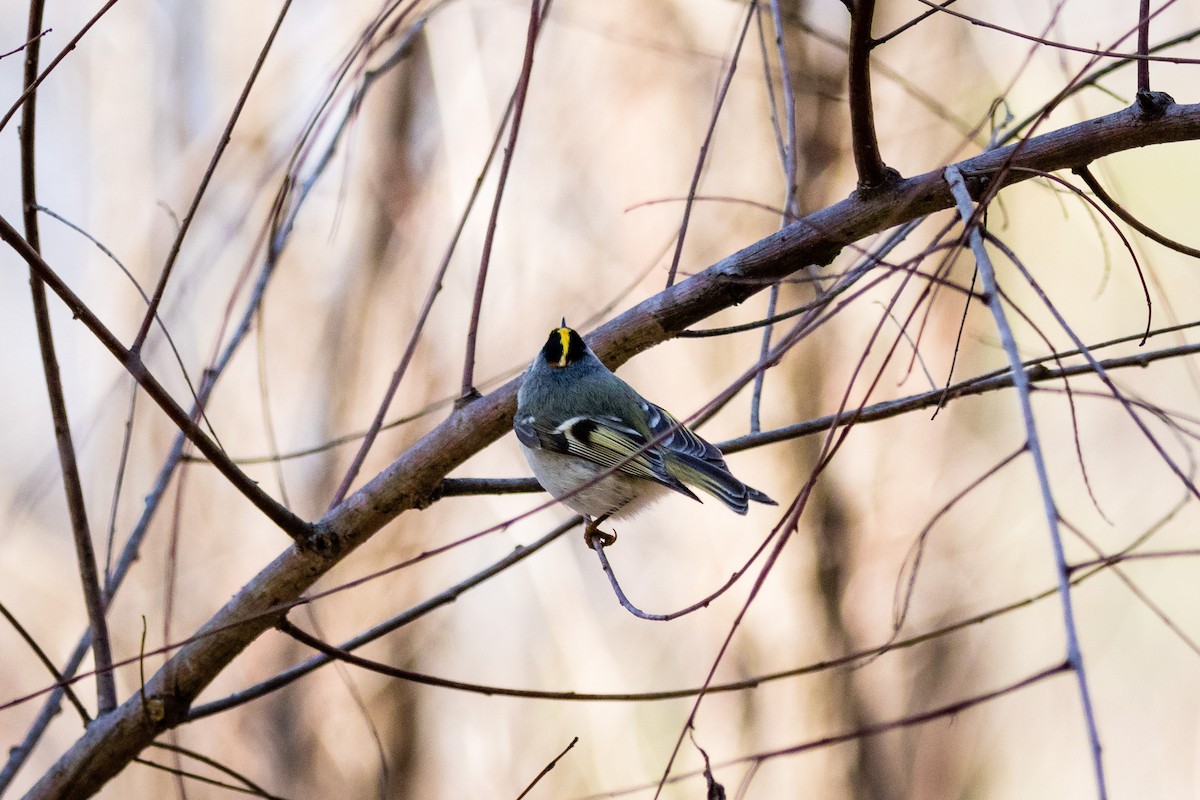 Golden-crowned Kinglet - Jonah Bishop