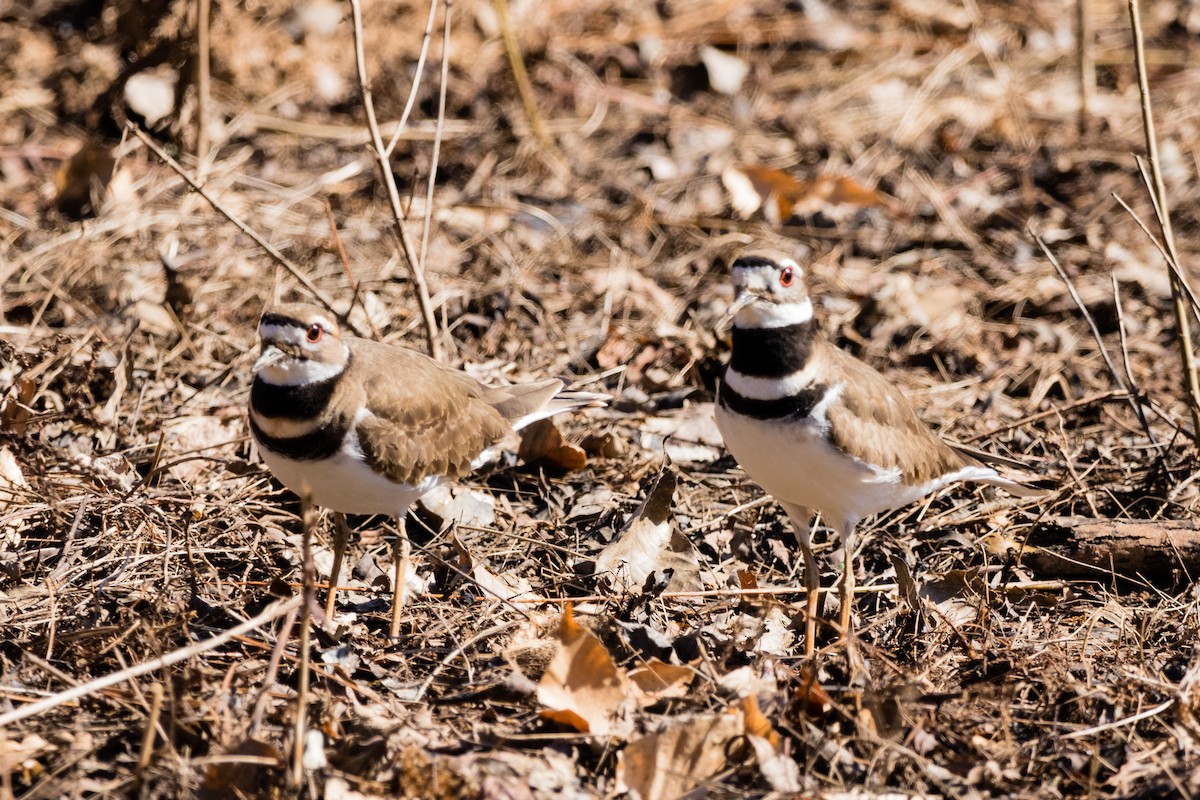 Killdeer - ML425566471